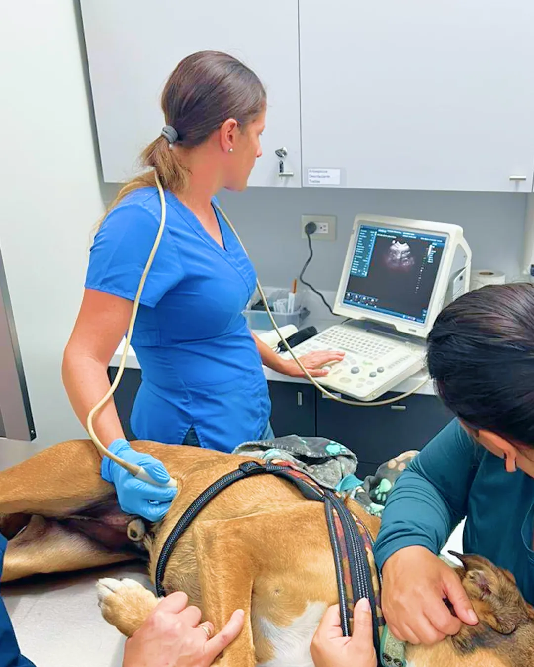 Diagnostico por imagenes corv costa rica 2
